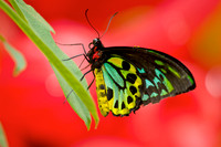 Iridescent
