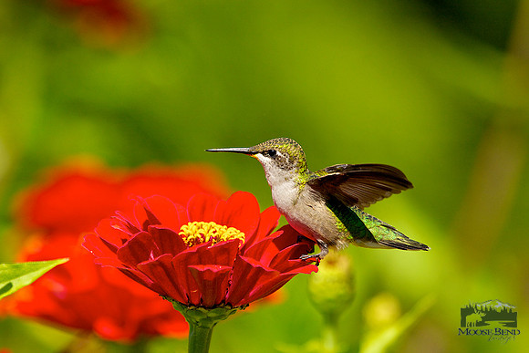 Ruby-throated Hummingbird