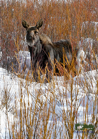 Snacking on the Willows