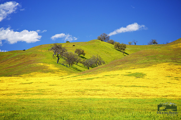 Super Bloom on California Route 58