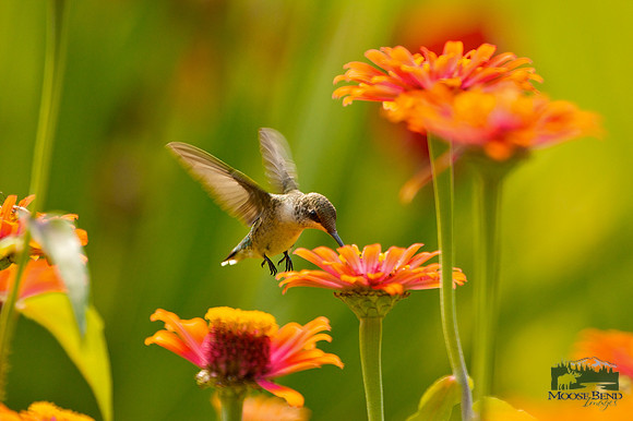 Hummingbird on Zinnia II