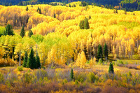 Yellow on Kebler Pass