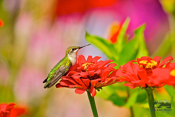 Ruby-throated Hummingbirds in Zinnias