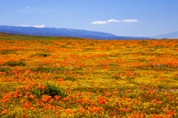 Poppies at Antelope Valley