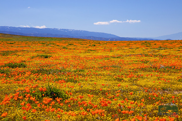 Poppies at Antelope Valley