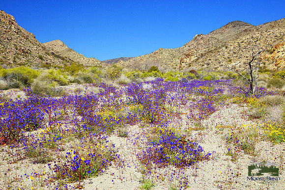 Joshua Tree NP Super Bloom