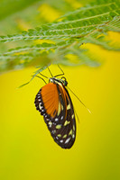 Hanging II