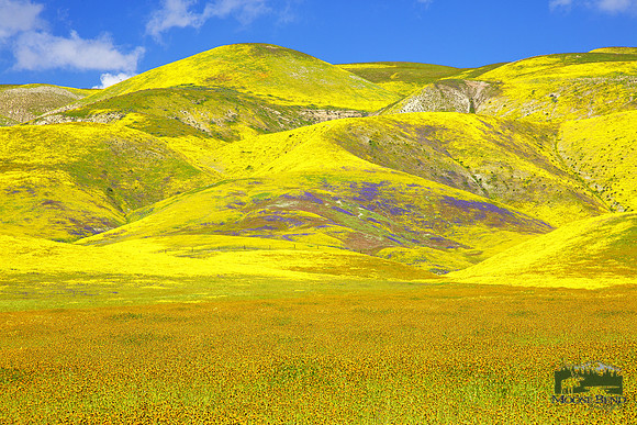 Carrizo Plain Super Bloom 2023