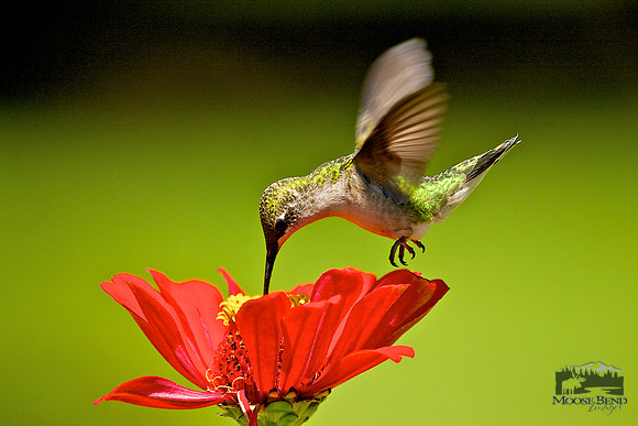 Ruby-throated Hummingbird