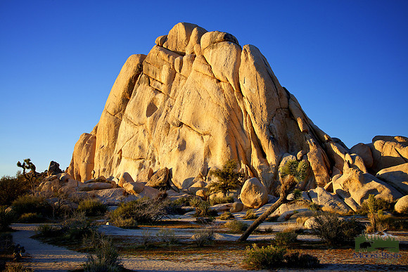 Evening at Joshua Tree National Park