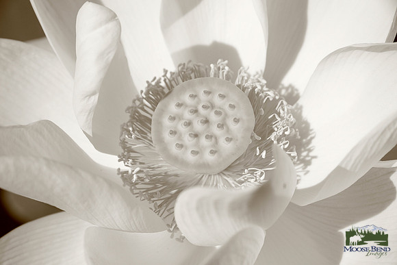 Lotus Flower