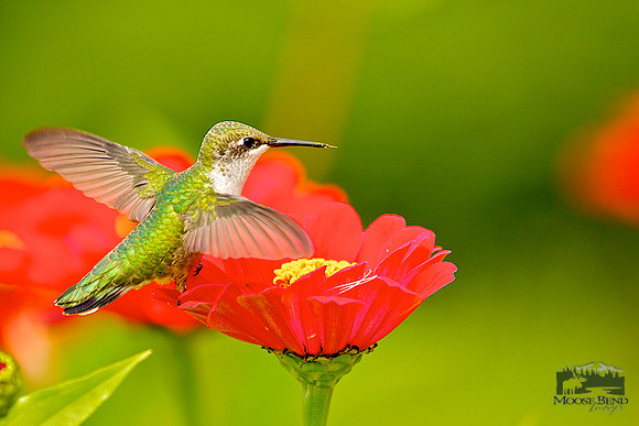 Ruby-throated Hummingbirds in Zinnias II