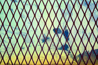 Windows Abstract - No. 5