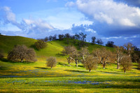 Wildflower Super Bloom on Shell Creek Road