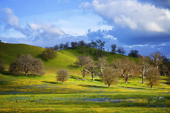 Wildflower Super Bloom on Shell Creek Road