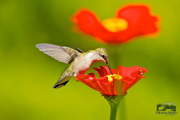 Ruby-throated Hummingbird