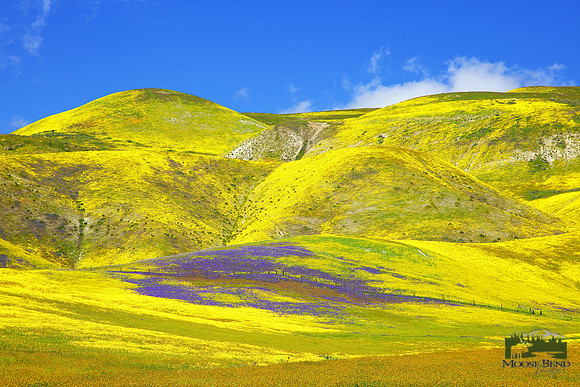 Carrizo Plain Super Bloom 2023