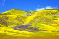 Carrizo Plain Supler Bloom 2023