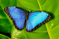 Blue Morpho