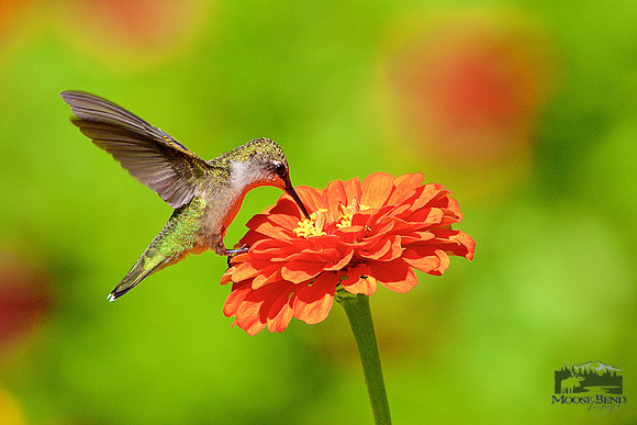 Among the Zinnias No. 2