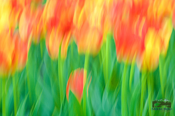 Tulipmania 2016 - No. 5