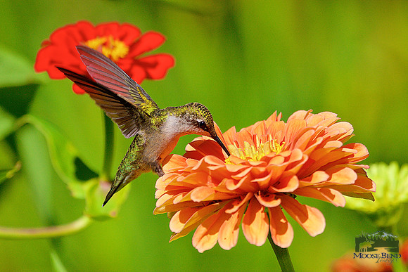 Among the Zinnias No. 3