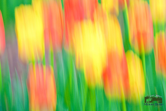 Tulipmania 2016 - No. 4