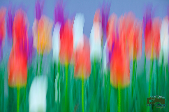 Tulipmania 2016 - No. 2