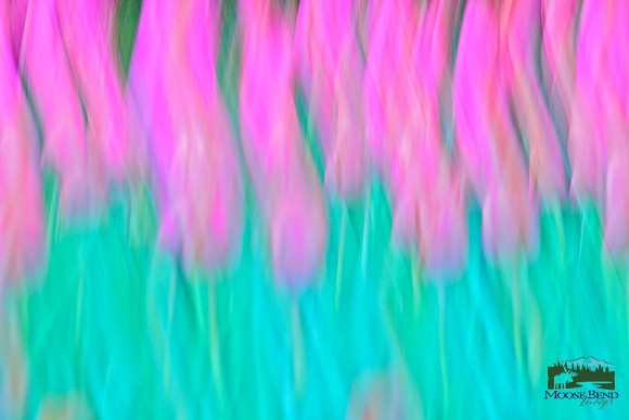 Tulipmania