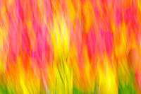 Abstracts - Tulips