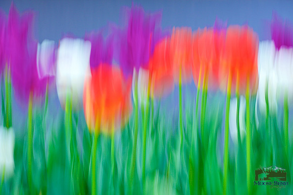 Tulipmania 2016 - No. 3