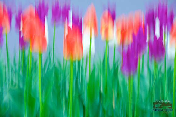 Tulipmania 2016 - No. 1