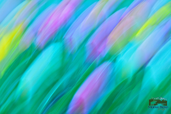 Tulipmania - Abstracts