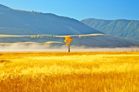 Golden Morning - National Elk Refuge