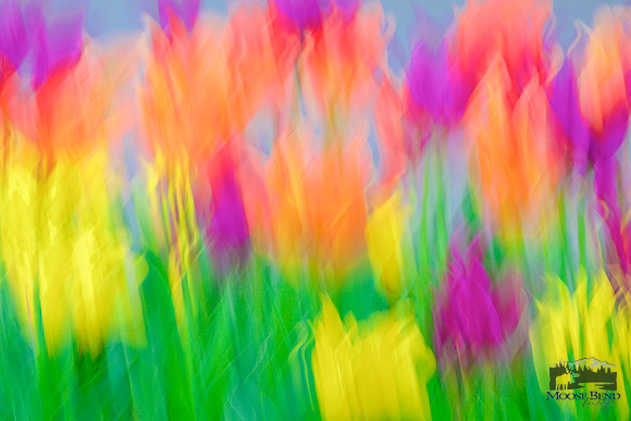 Tulipmania 2017
