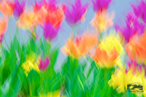 Tulipmania 2017