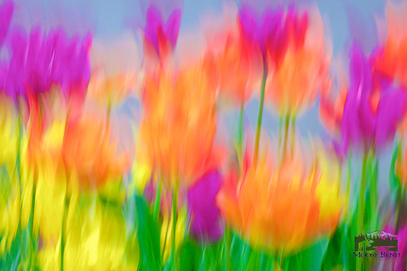Tulipmania 2017