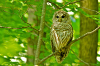 Barred Owl - Wise Old?