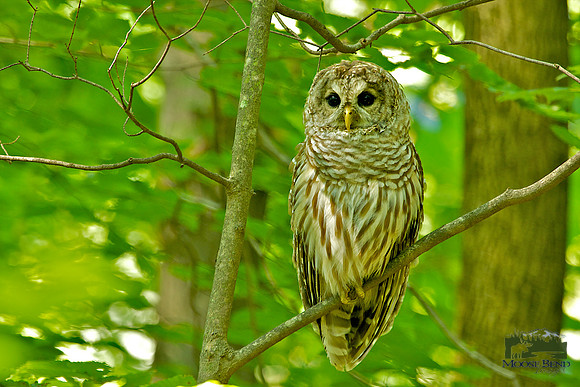 Barred Owl - Wise Old?