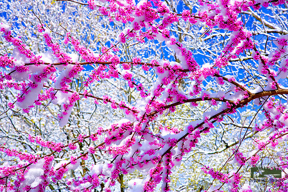 Spring Has Sprung?