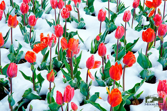 Tulips in Snow