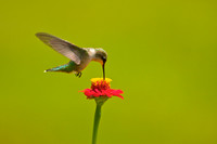 Hummer on Zinnia