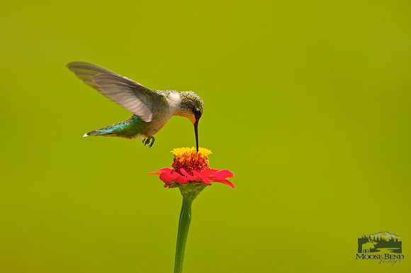 Hummer on Zinnia