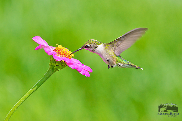 Summer Visitors - Ruby Throated Hummingbirds