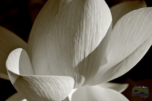 Lotus Flower