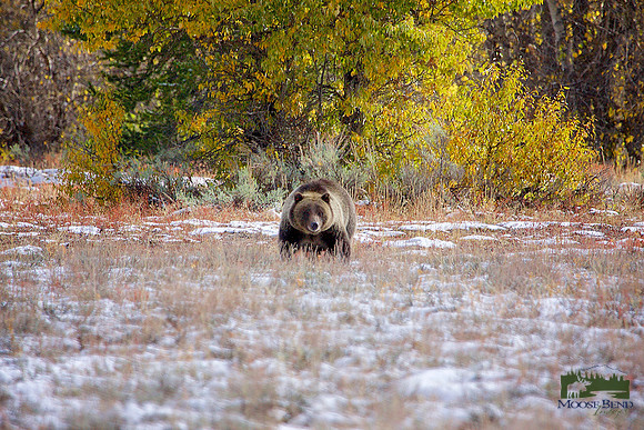 Blondie in the Meadow