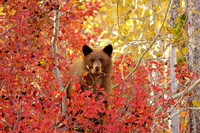 Lofty Perch
