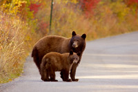 Black bear mom & cub.