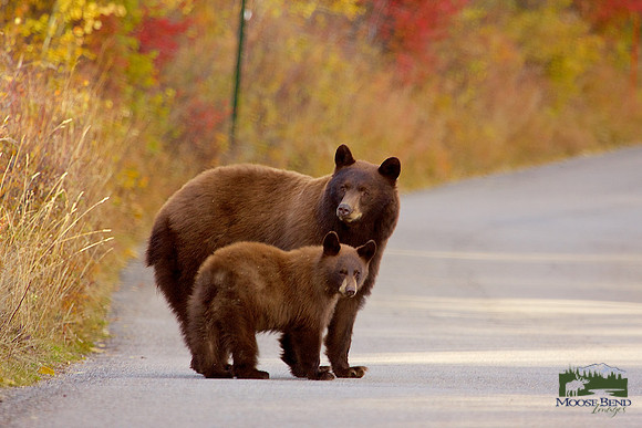 Black bear mom & cub.