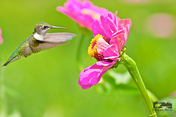 Summer Visitors - Ruby Throated Hummingbirds